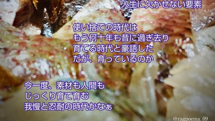 目利き / ラグの写真詩