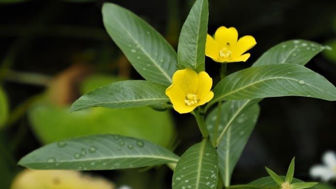 神代植物公園・植物多様性センターの水生植物2種