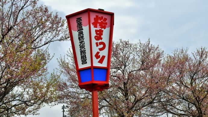 さくら狩り 新潟県燕市五千石 つばめ桜まつり:大河津分水桜公園(6)大河津分水桜並木から大河津分水桜公園
