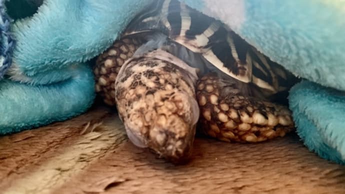 ☆ホシガメ☆今日も♪リラッカメ~(~ ̄▽ ̄)~