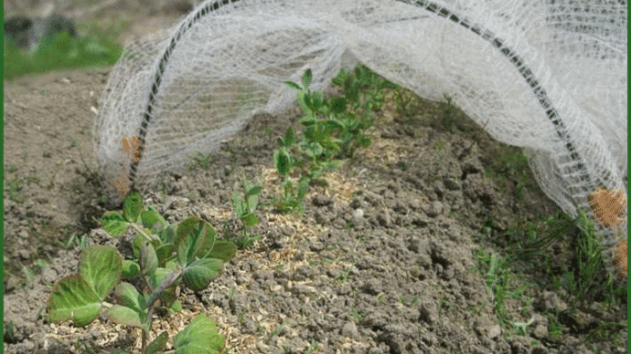 直播きした「ツタンカーメンのえんどう豆」が順調に発芽して、緑色をした小さな苗が土の中から顔を出しているのに本日気付いて・・・