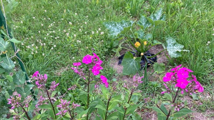 花魁草咲き始める、が・・・