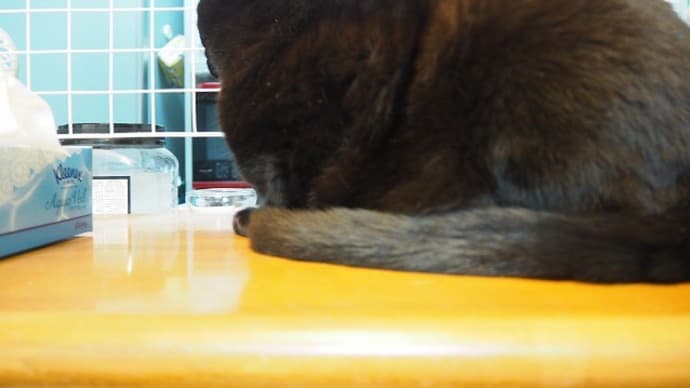 猫の顔色