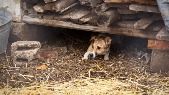 前世で犬を殺した女性が、今生で命で償う