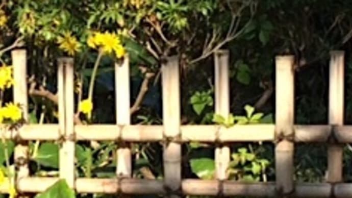 いつも咲く ところすなはち 石蕗の花
