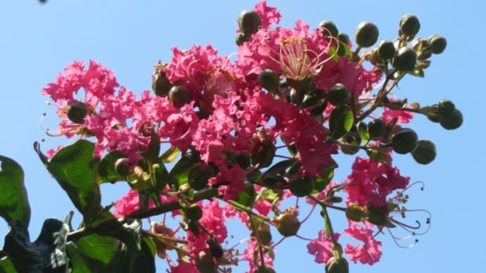 真夏の花 自宅(サルスベリ、ムクゲ、タイワンサッコウフジ、デュランタ)