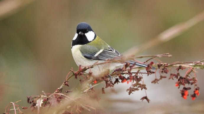 野鳥の好きな木の実　コマユミ