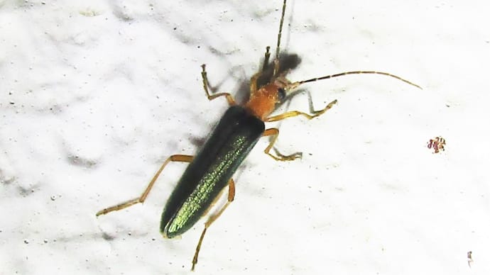 カトウカミキリモドキ220621