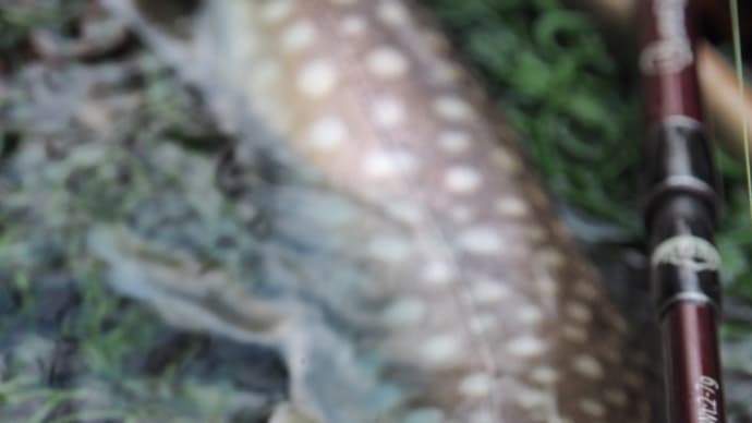 サカナ少々、ネギ少々。
