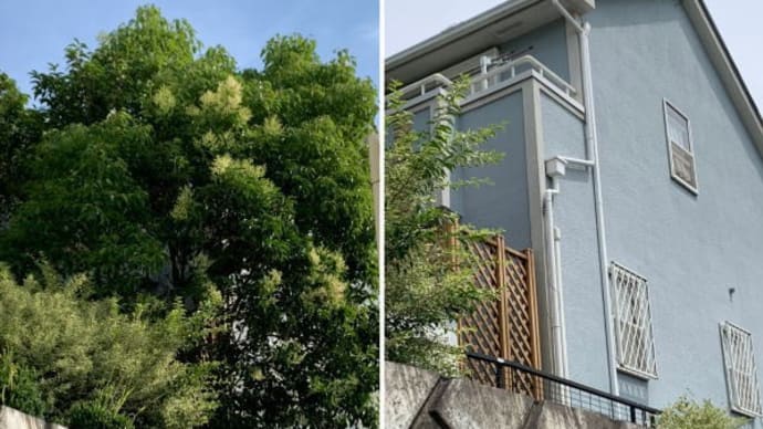 敷地の隙間からいつの間にか雑木がニョキニョキ 伐採作業