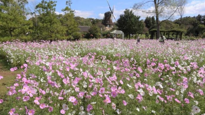 アンデルセン公園 コスモスまつり