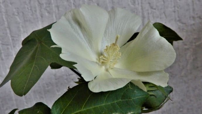 「綿の花」観察日記