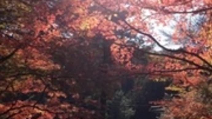紅葉の季節❣️お気に入りスポットは…四国・大窪寺(╹◡╹)♡