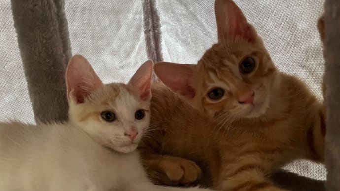 世界猫の日にビビり王選手権!!