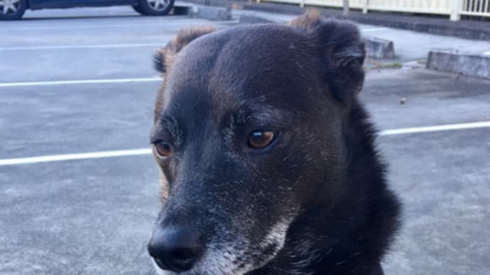 緊張を隠せない犬