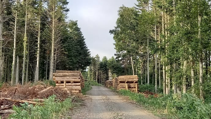 夕方の林道をちょっと走る