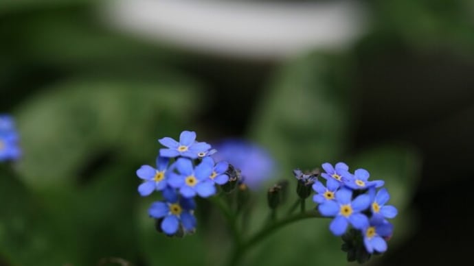 新しい花と、ブログ歩きのこと