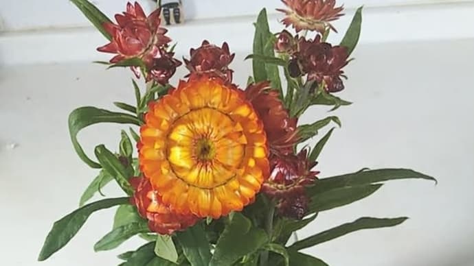 貝殻草