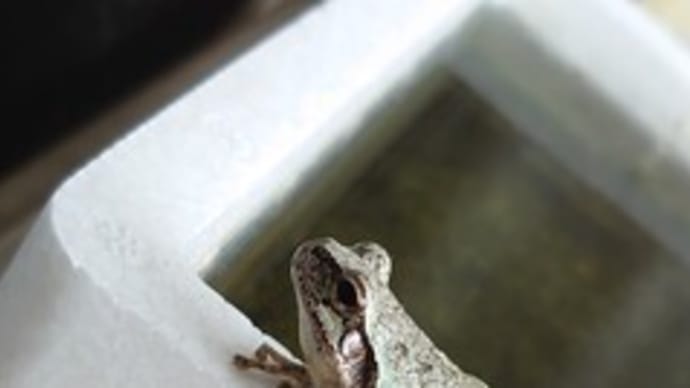 水恋し? 🐸