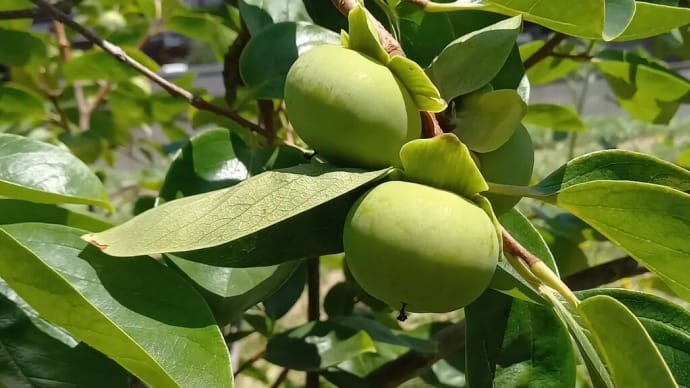 持続可能な自給自足的秋期自己完結型収穫食料品