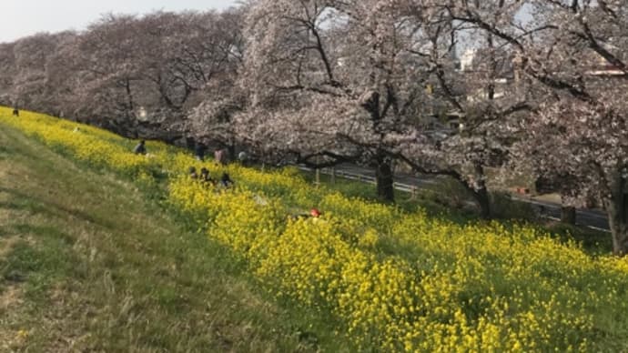 2021 今年の桜