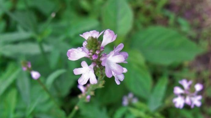 クマツヅラ(熊葛)イワダレソウ(岩垂草)カヤツリグサ(蚊帳吊草)シモフリスズメ・今朝のアカボシゴマダラの蛹化とアゲハの蛹