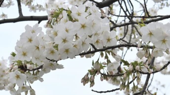 新湊の桜