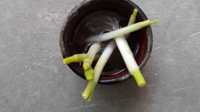 また、嫁さんがネギを植えろってか・・・・・。(^^ゞ