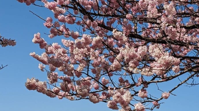 篠窪（しのくぼ）からのお届け物「満開の春めき桜と富士山のコラボ」写真（2024/03/18)