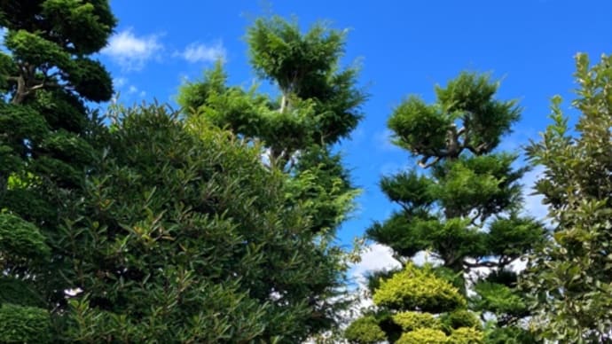 植木ショック
