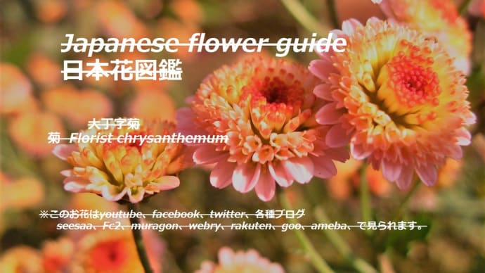 一センチのひまわり?!A centimeter sunflower? !!