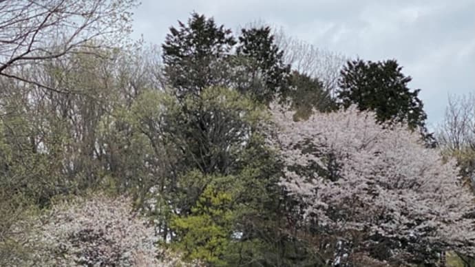 花曇り🌸