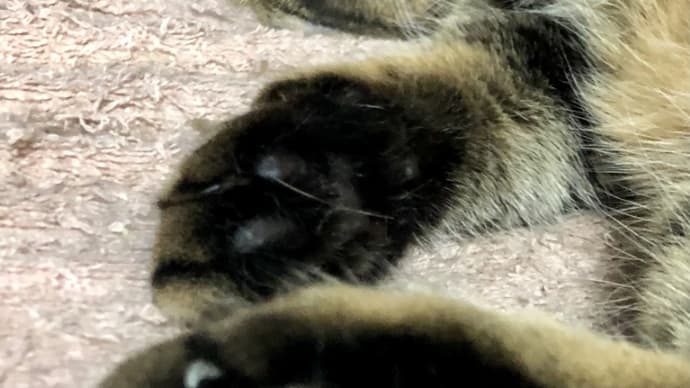 きょうのニャンコ