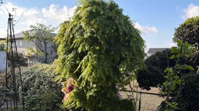 雨上がりの花たちと、たけのこ若竹煮と