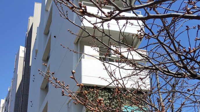 ヨコハマヒザクラの開花も間近
