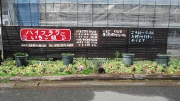 花壇の植え替え　＆　冬を耐えた多肉植物　＆　水くれ