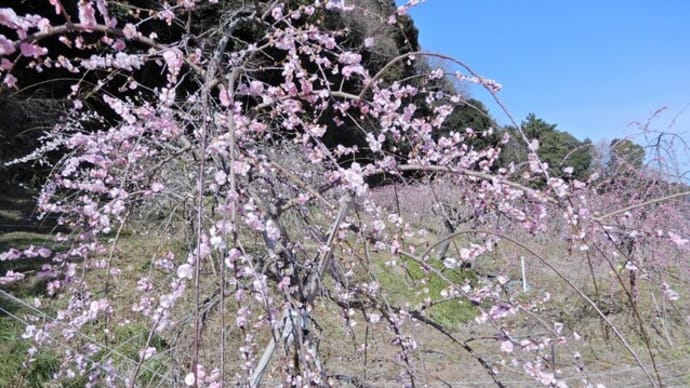 天竜浜名湖鉄道原谷駅 春の花