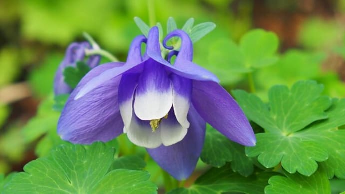 春の花咲く馬場花木園③