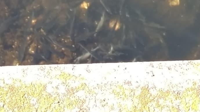 船橋港親水公園