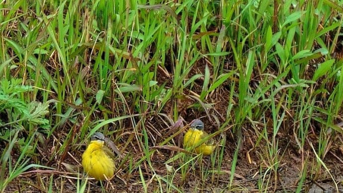 ツメナガセキレイ 春の福江島