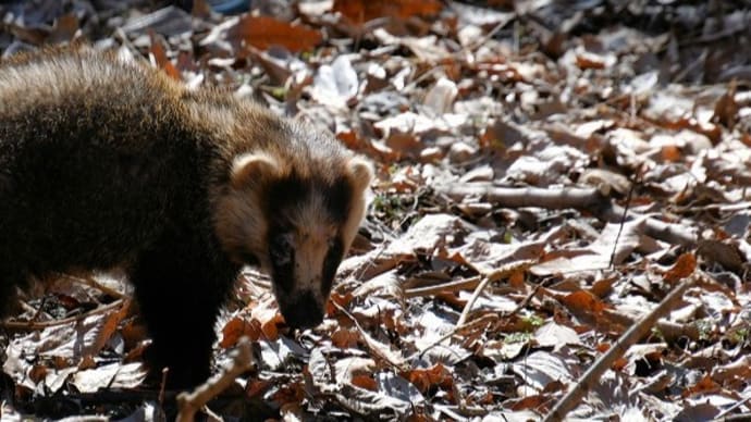 アナグマは不意にやって来る