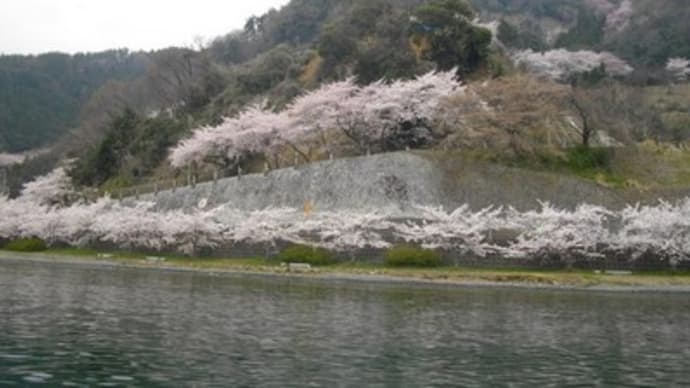 奥琵琶湖の花見