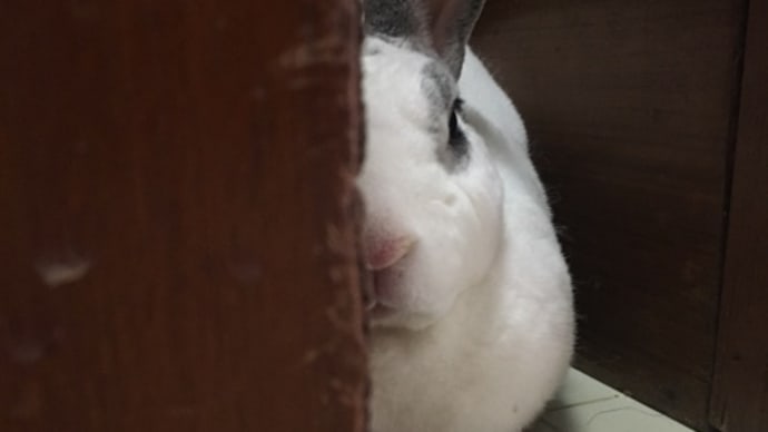 七夕。