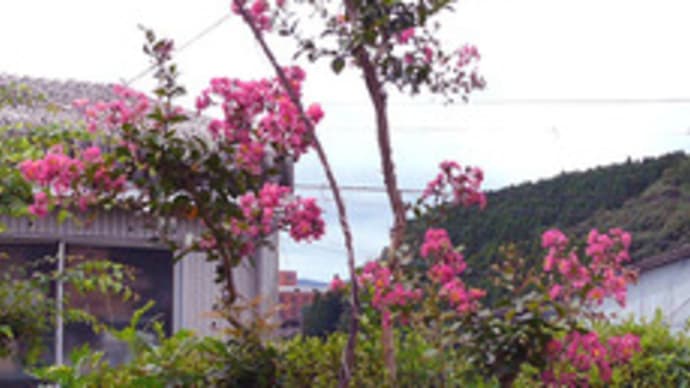 (短歌)二百十日の百日紅(さるすべり)かな