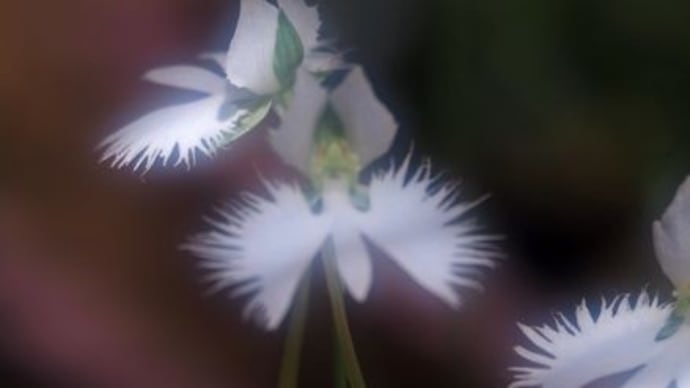 さぎ草