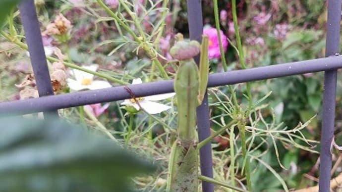 カマキリがカメラ目線でポーズ