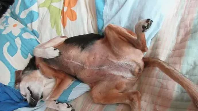 犬を育む