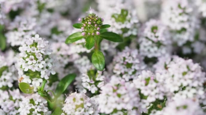 良い香りのする植物の特集・ハーブ編
