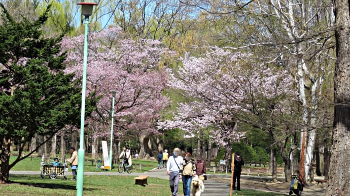 札幌で花見２０２２～円山公園駅周辺～