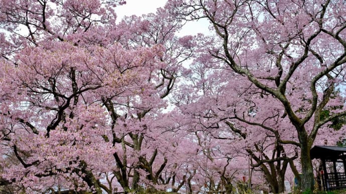 信州桜紀行2022 <天下第一の高遠桜に酔いしれました>